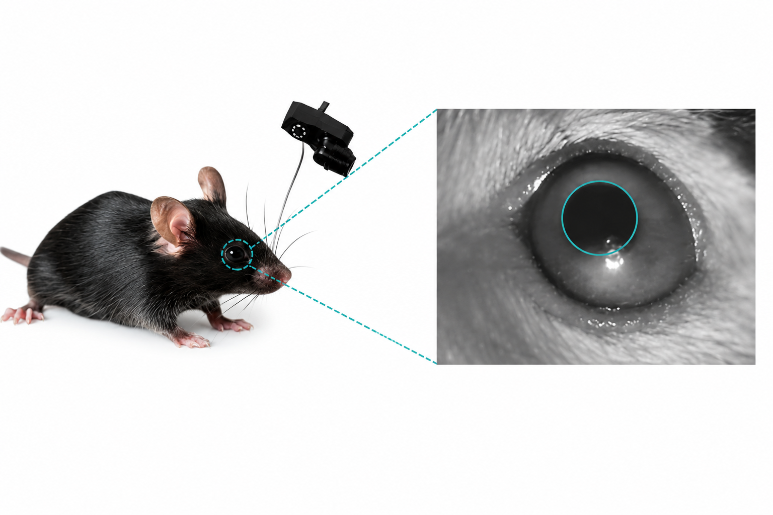 AI 瞳孔检测算法