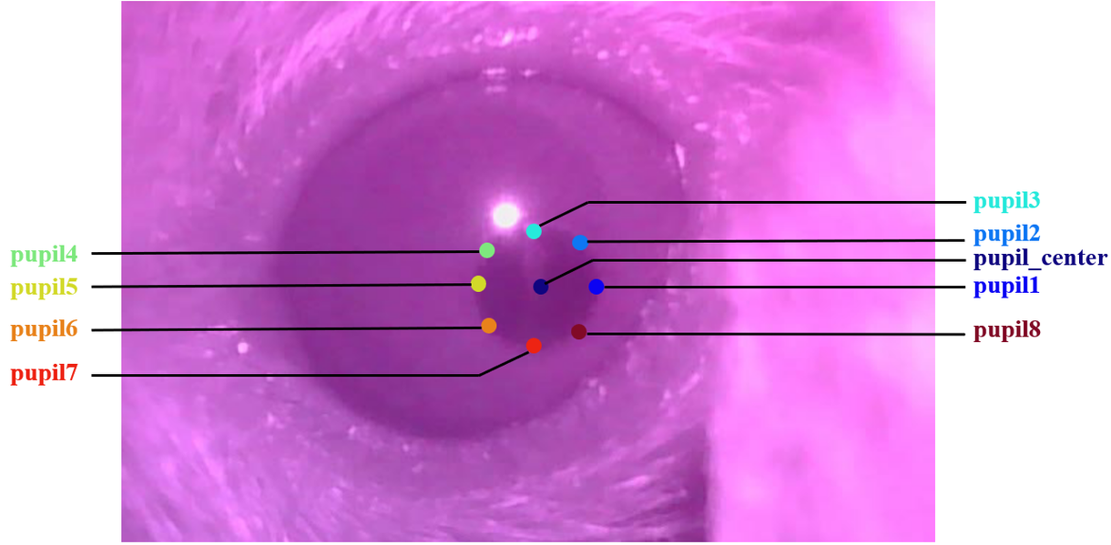 Pupil_BM_EyeTracking_2604_5K