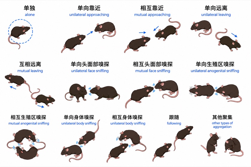 双鼠社交行为解析