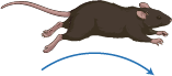 跳跃