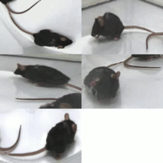 向前移动