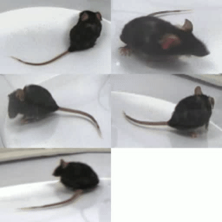 左转