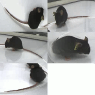 梳理