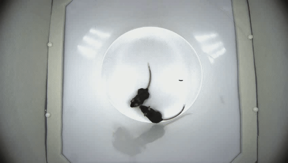 单向身体嗅探