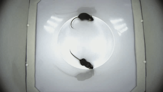 单独